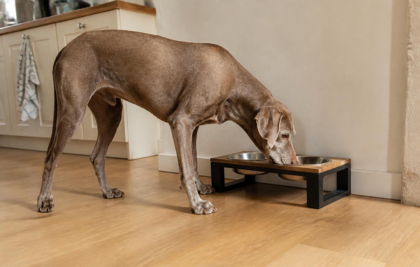 Een hond drinkt rustig water bij zijn eigen eetplek
