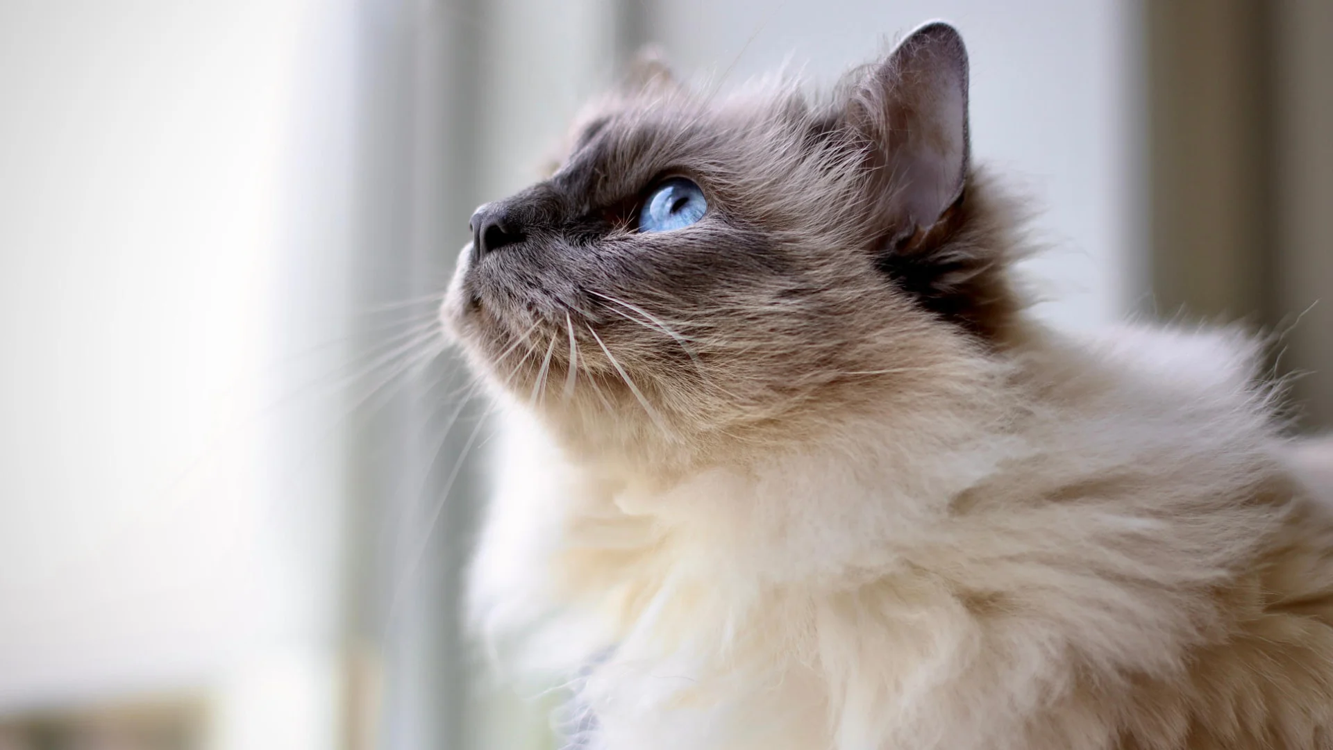 Kat met blauwe ogen die omhoog kijkt